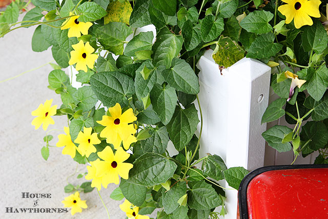 Black-eyed Susan vine on a fun summer porch with a bit of vintage decor