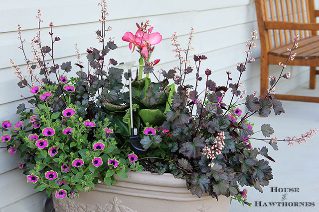 Summer porch planter with Tropical Rose Canna, Pretty Much Picasso Supertunia and Harvest Burgundy Coral Bells