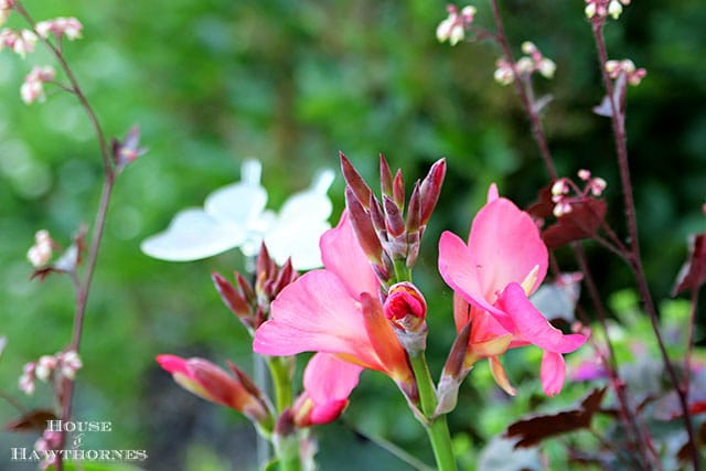 Summer porch planter with Tropical Rose Canna, Pretty Much Picasso Supertunia and Harvest Burgundy Coral Bells