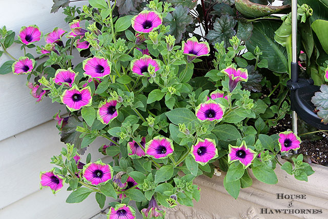 Summer porch planter with Tropical Rose Canna, Pretty Much Picasso Supertunia and Harvest Burgundy Coral Bells