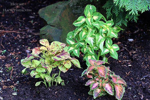 Wizard Mix Coleus and other flowers that you might have found in your grandma's flower garden Wizard Mix Coleus and other flowers that you might have found in your grandma's flower garden