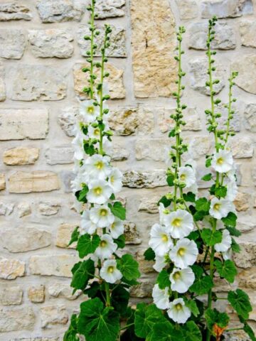 cropped-hollyhocks-growing-tips.jpg