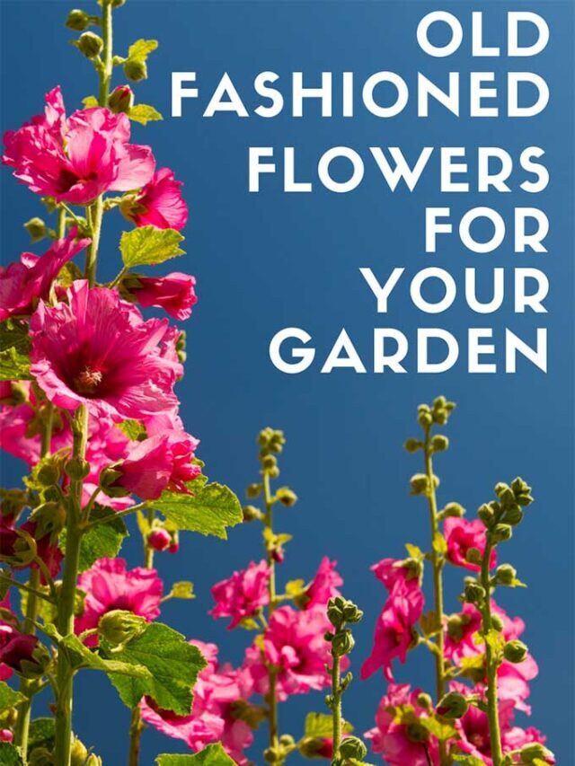 OLD FASHIONED FLOWERS FOR YOUR GARDEN STORY