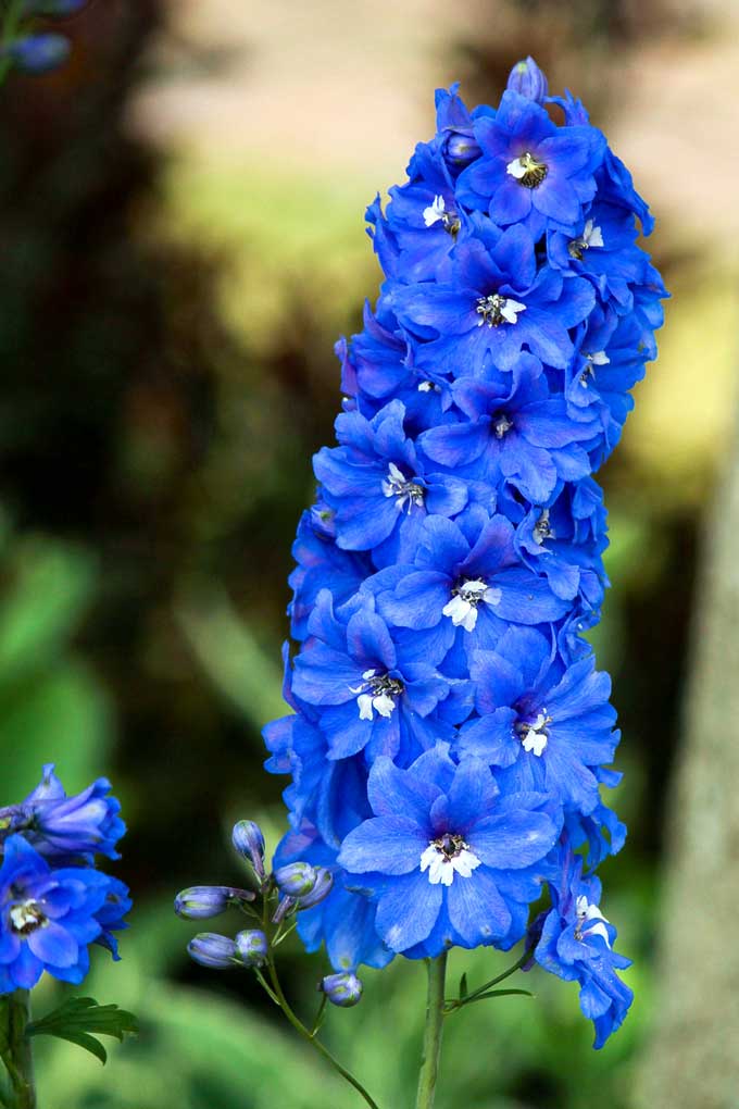 Bright blue delphinium growing in an old fashioned flower garden