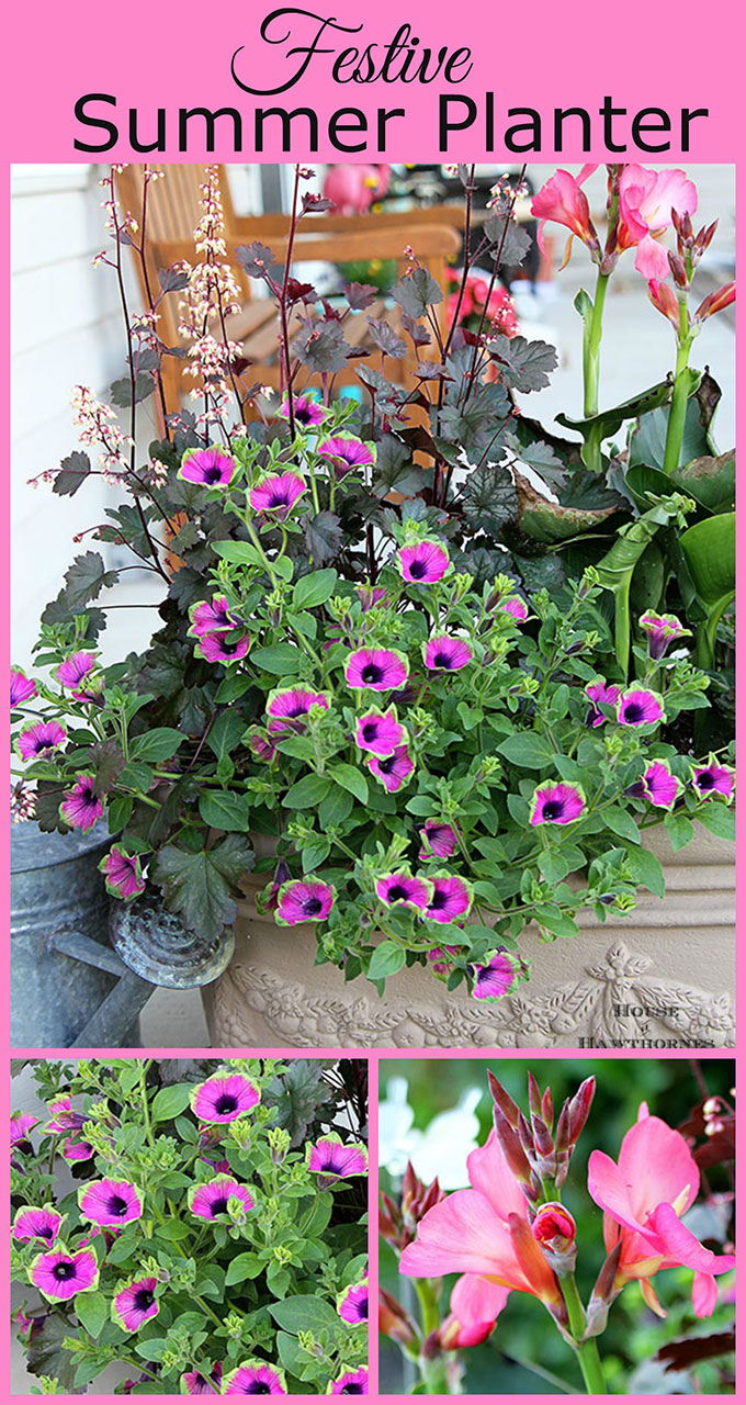 COLORFUL flower combination for your summer porch planter with Tropical Rose Canna, Pretty Much Picasso Supertunia and Harvest Burgundy Coral Bells.