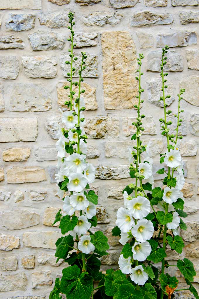 Hollyhocks growing along a brick wall 