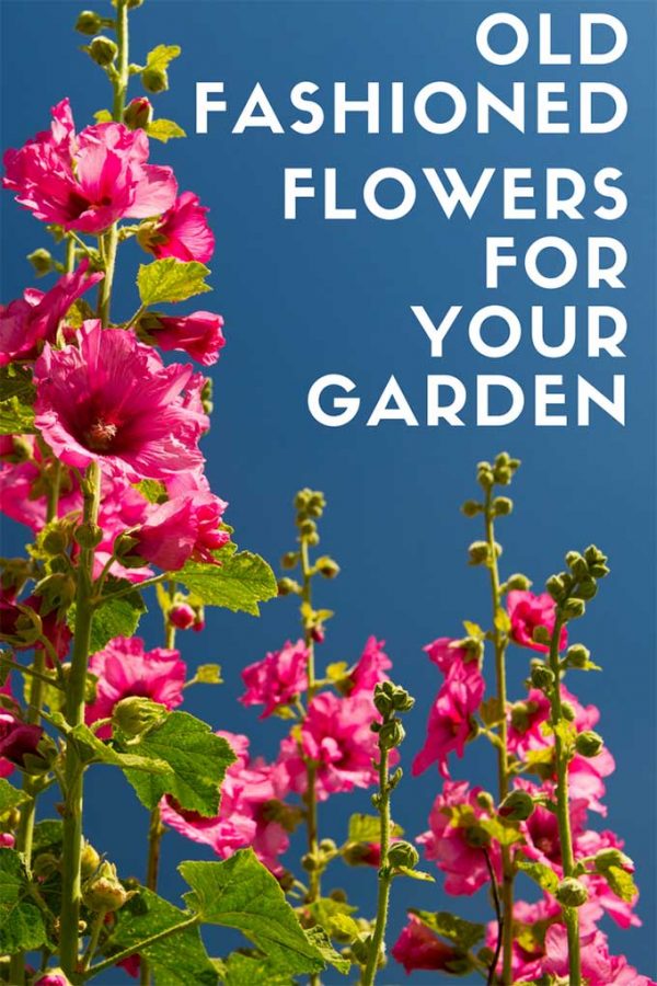 Old Fashioned Flowers For Your Garden - House of Hawthornes