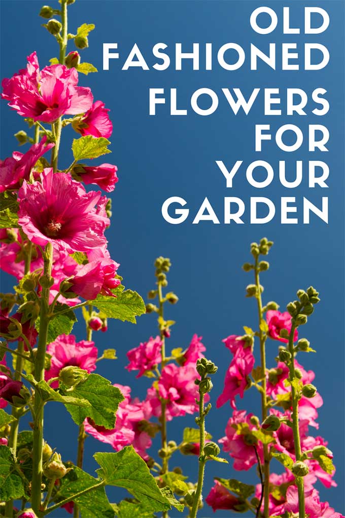 Learn how to grow these old fashioned plants in your modern day garden. These easy to grow vintage flowers are making a comeback in popularity for the flower garden. #gardening #gardeningtips #oldfashioned #flowergardening