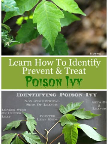 How to identify, avoid, prevent and treat poison ivy. Includes ways to help prevent getting a rash if you come in contact with poison ivy!