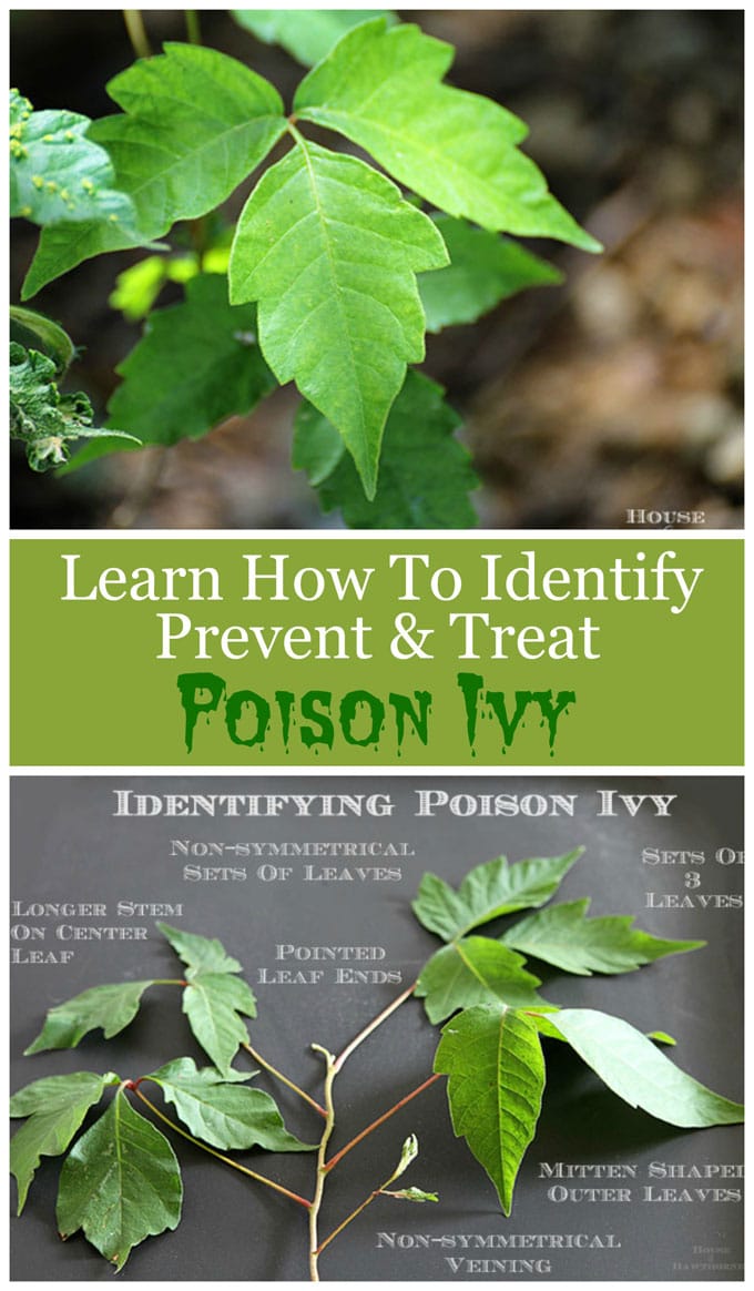 How to identify, avoid, prevent and treat poison ivy. Includes ways to help prevent getting a rash if you come in contact with poison ivy!