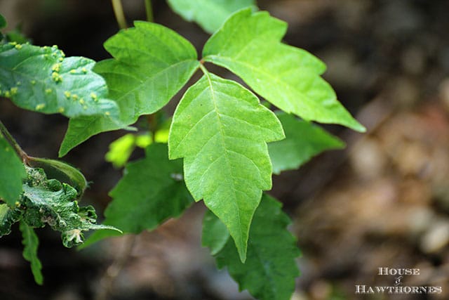 How to identify poison ivy 