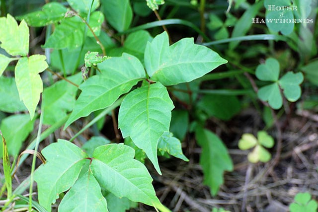 How to prevent poison ivy