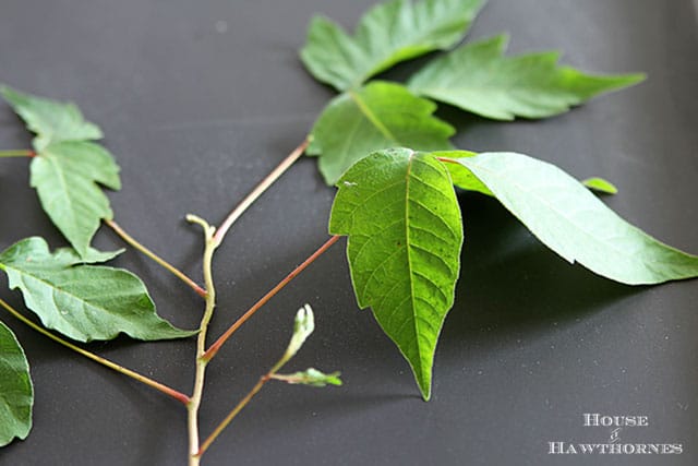 Poison ivy identification