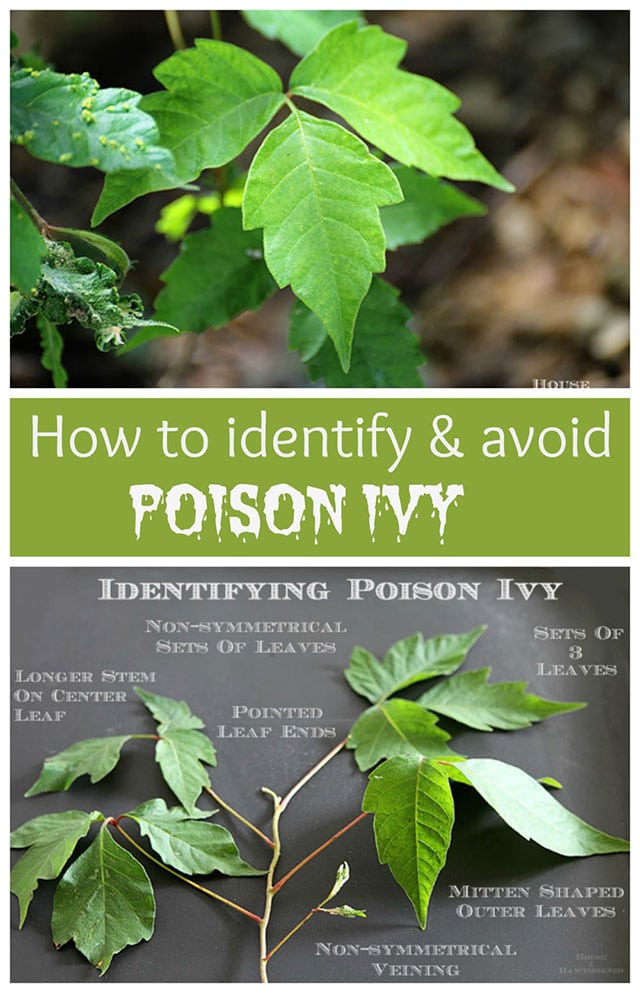 A Poison Ivy Plant
