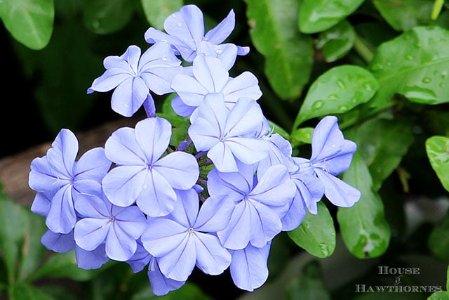 Imperial Blue Plumbago growing in a vintage flower bed