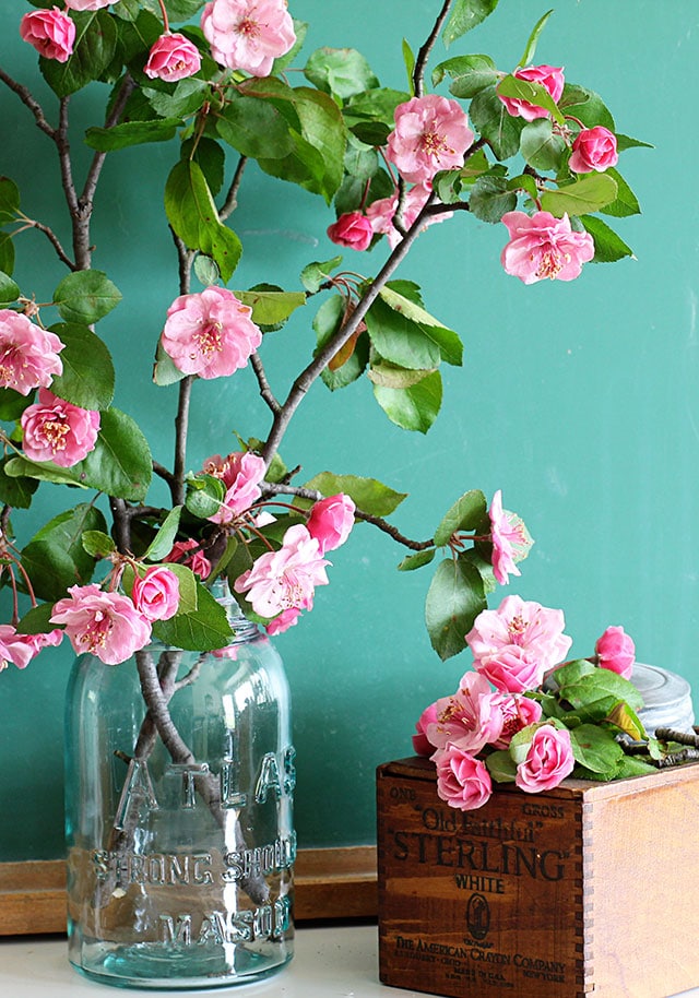 Gorgeous pink crabapple blossoms against a vintage green chalkboard.