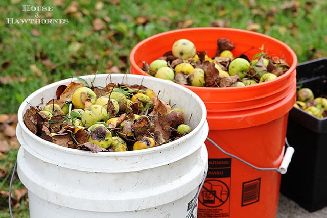 Crabapples, the fruit from heck