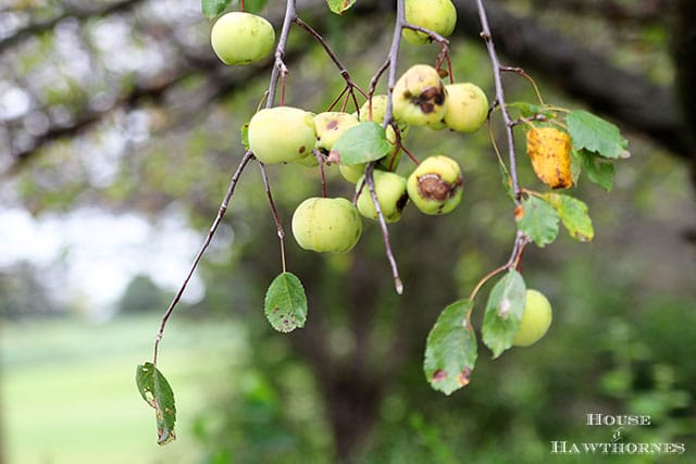 Crabapples, the fruit from heck