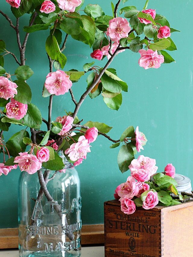 SPRING FLOWERING BRANCHES INDOORS