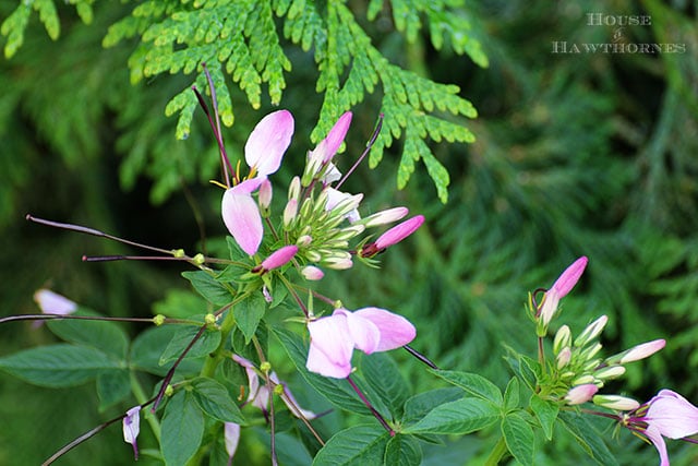 Clio Magenta Cleome Spiderflower and other flowers that you might find in an old fashioned garden