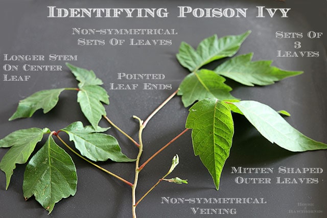 How to identify poison ivy 