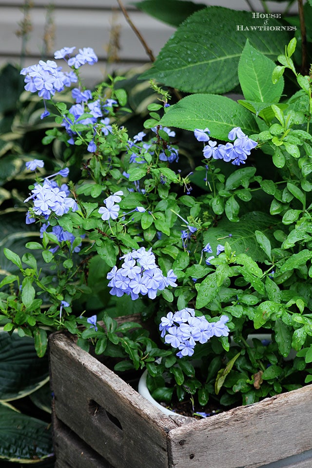 Growing Plumbago