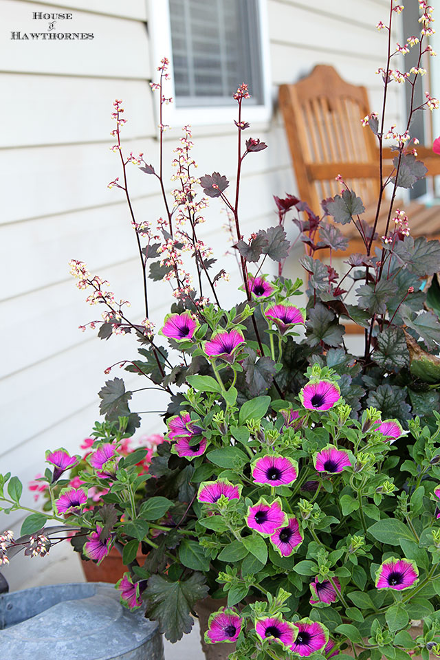 Summer porch planter with Tropical Rose Canna, Pretty Much Picasso Supertunia and Harvest Burgundy Coral Bells