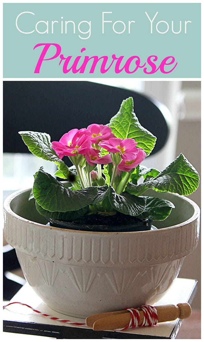 Primrose | plant care | how to grow | caring for