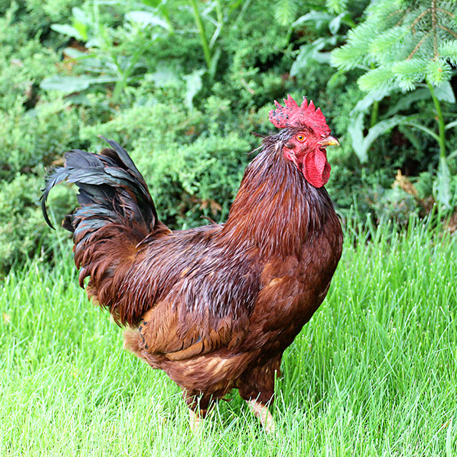 Brown chicken