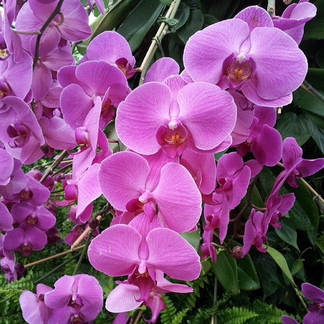 Purple orchids