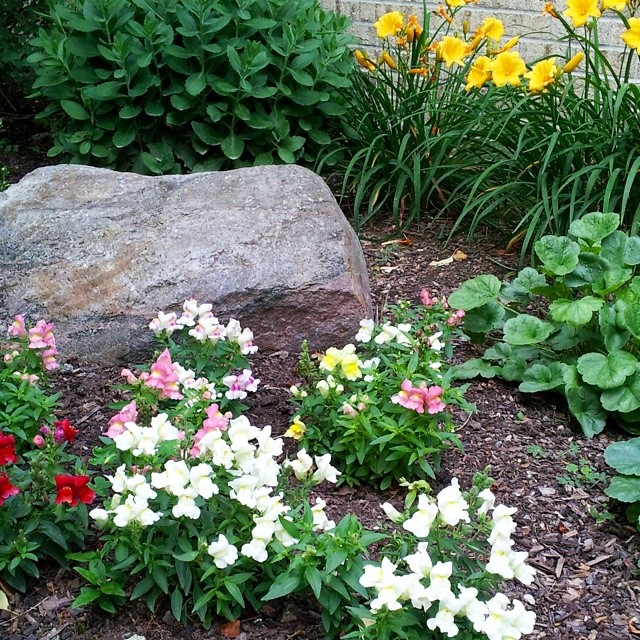 Snapdragon flowers