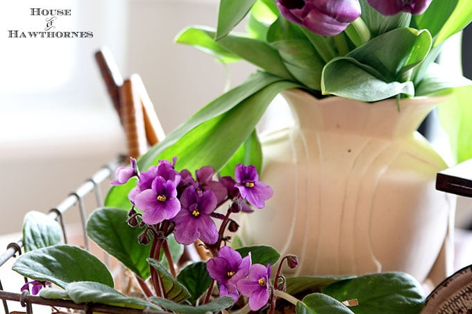 African violet in a rustic farmhouse table centerpiece