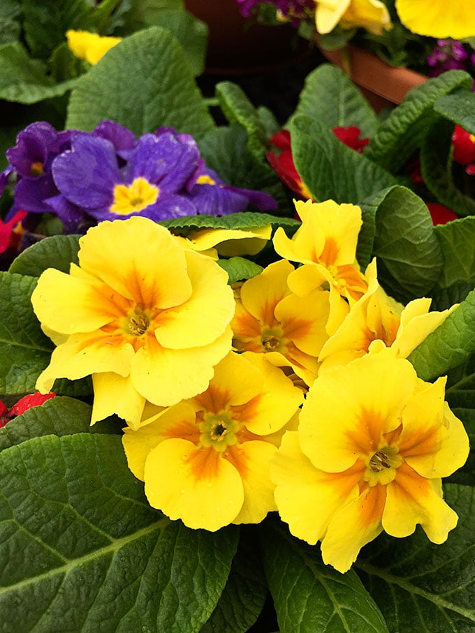 Primrose (Primula polyantha) - Cold tolerant early spring flowers to plant now and enjoy all spring long. These colorful plants can survive a light frost and keep looking great.