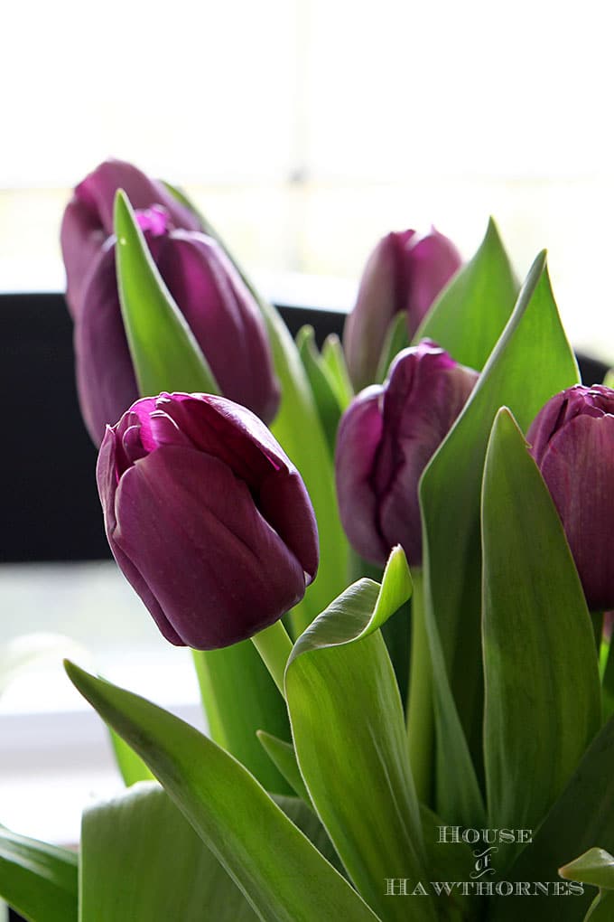 Purple tulips in a vase.