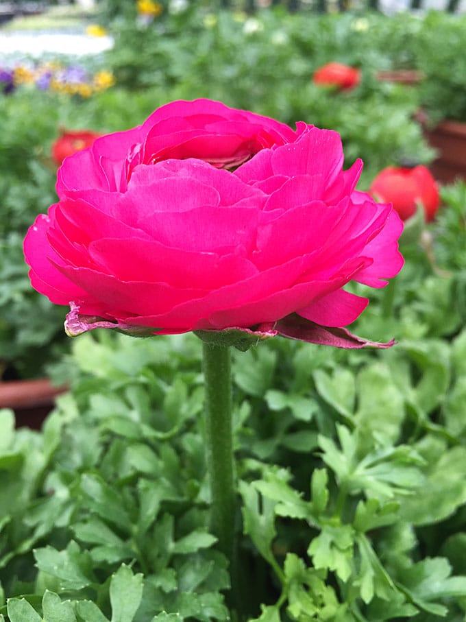 Ranunculus (Ranunculus asiaticus)