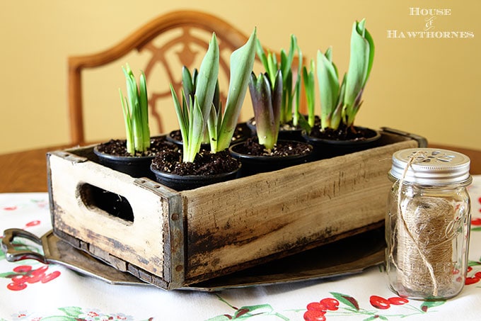 Spring bulbs in a wooden crate