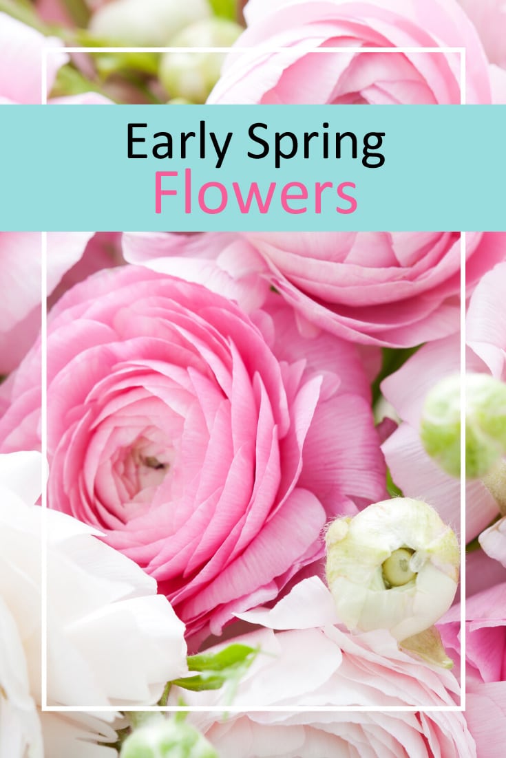 Early spring flowers for your garden