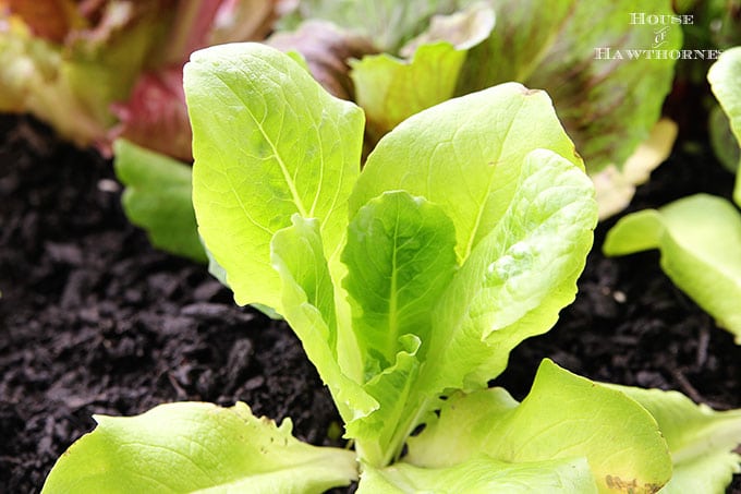 Buttercrunch Lettuce