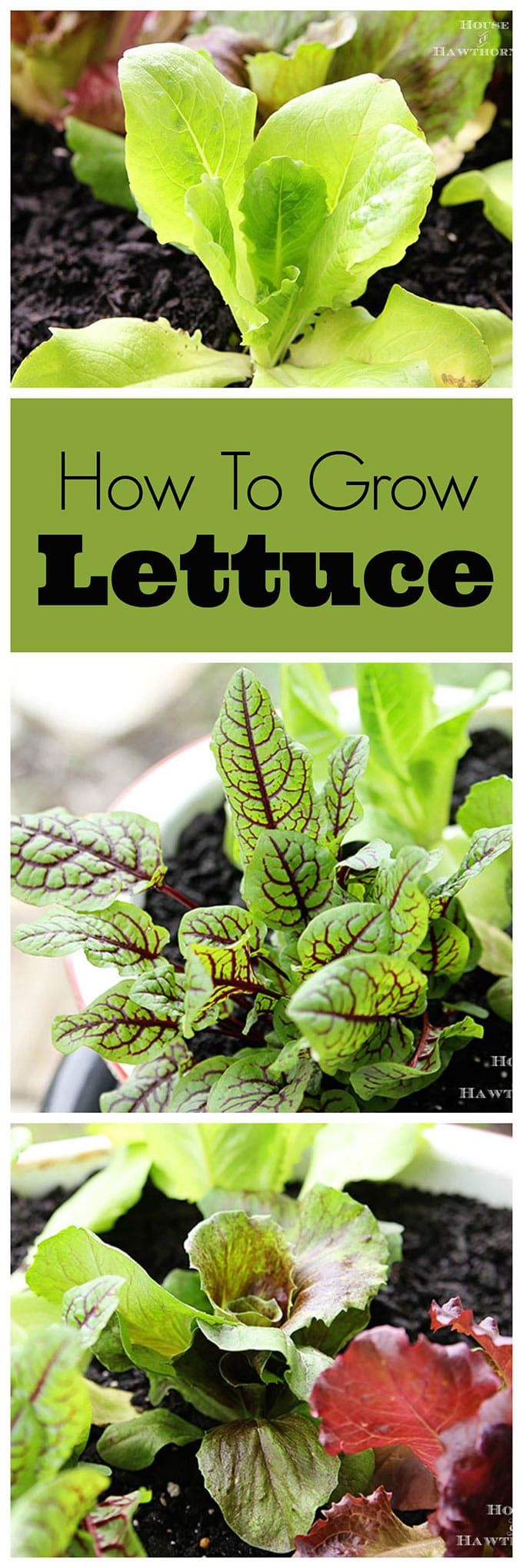 Tips on growing lettuce. In a container or in the ground, it's always an easy and yummy vegetable to grow yourself!