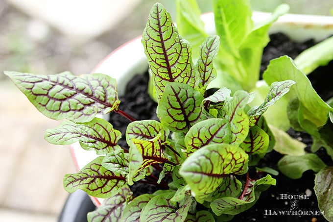 Raspberry Dressing Rumex - Rumex sanguineus