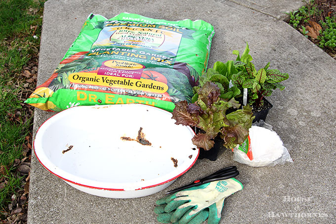Tips on growing lettuce in the spring in a container in your vegetable garden. It's easy and yummy!