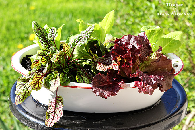 Tips on growing lettuce in the spring in a container in your vegetable garden. It's easy and yummy!