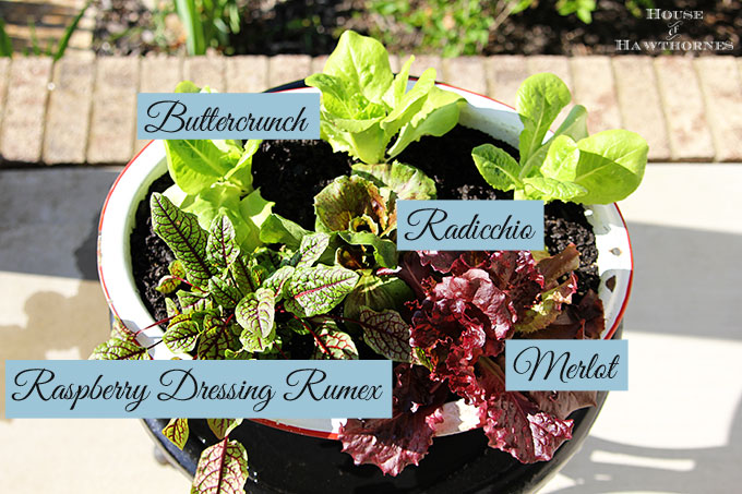 Tips on growing lettuce in the spring in a container in your vegetable garden. It's easy and yummy!