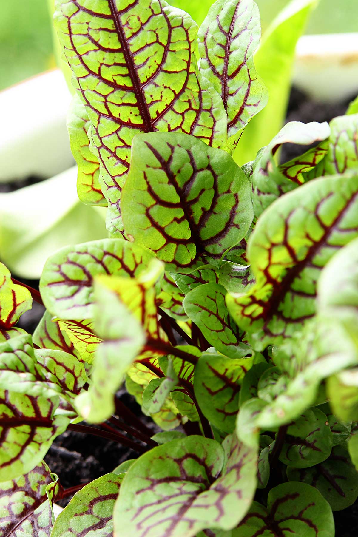 growing lettuce in containers