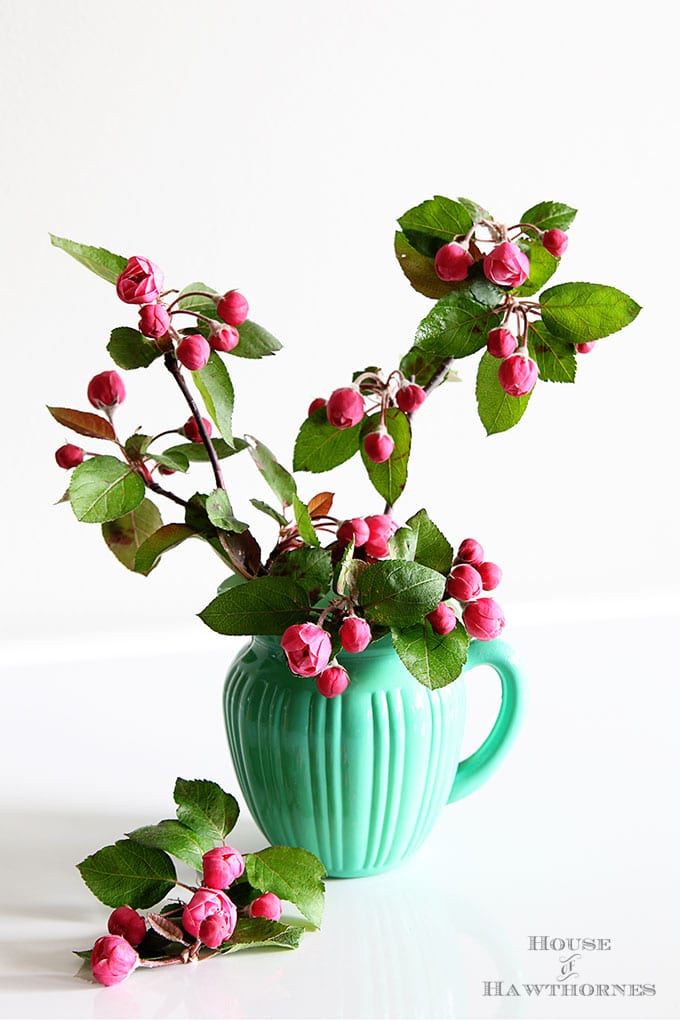 Pink crabapple blossoms in a jadeite green pitcher