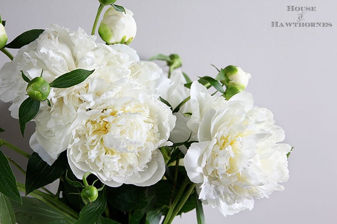 Duchess de Nemours Peony