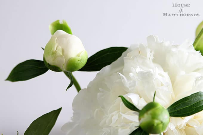 white peonies