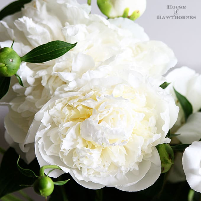 White Duchess de Nemours Peonies