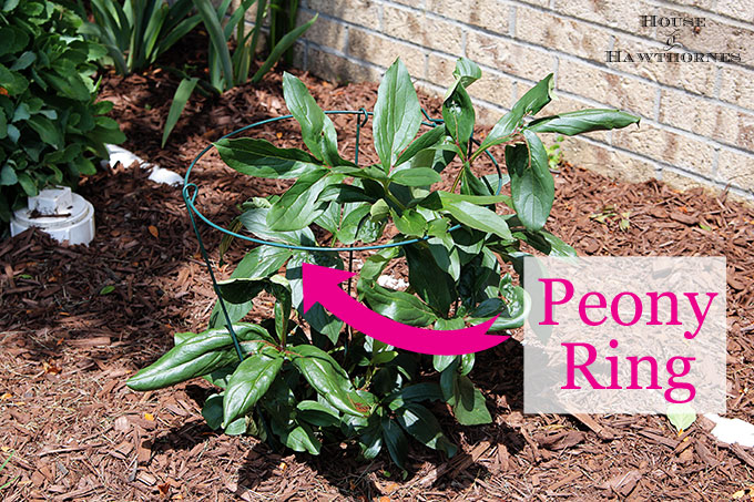 Three legged metal peony rings to hold peony bush upright.