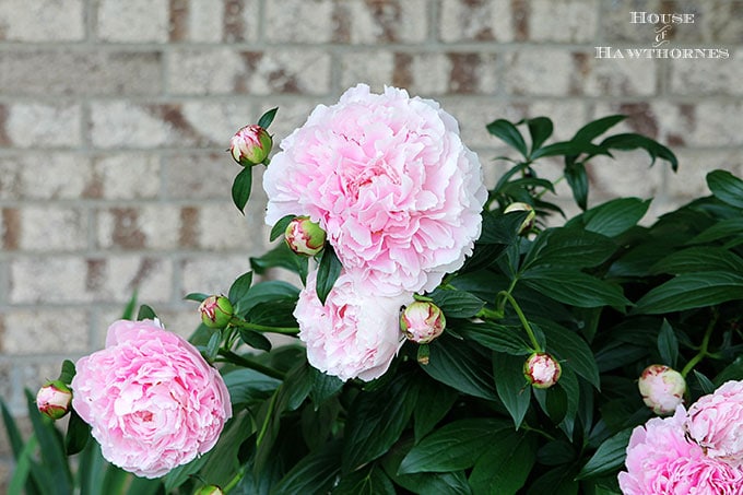 Sarah Bernhardt Peony